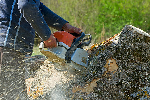 Lawn Irrigation Installation and Maintenance in Goose Creek, SC